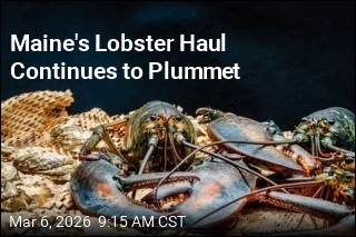 Maine's Lobster Haul Continues to Plummet