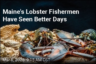 Maine's Lobster Haul Continues to Plummet
