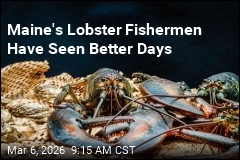 Maine's Lobster Haul Continues to Plummet
