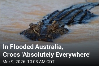 In Flooded Australia, Crocs 'Absolutely Everywhere'