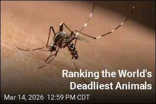 Ranking the World's Deadliest Animals