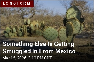 Inside the Odd World of Desert Cactus Smugglers