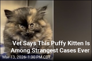 Kitten Shows Up at Shelter Looking Like Inflated Balloon