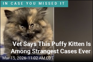 Kitten Shows Up at Shelter Looking Like Inflated Balloon