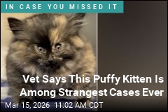 Kitten Shows Up at Shelter Looking Like Inflated Balloon