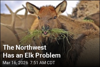 In Northwest, Elk Stray Where Ranchers Wish They Would Not