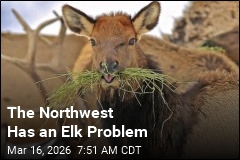 In Northwest, Elk Stray Where Ranchers Wish They Would Not