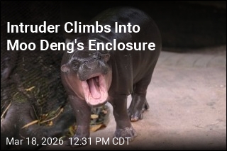 Man Climbs Into Moo Deng's Enclosure, Gets Arrested
