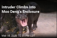 Man Climbs Into Moo Deng's Enclosure, Gets Arrested