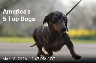 America's Most Popular Dog Breeds