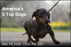 America's Most Popular Dog Breeds
