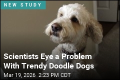 Scientists Eye a Problem With Trendy Doodle Dogs