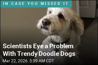 Scientists Eye a Problem With Trendy Doodle Dogs