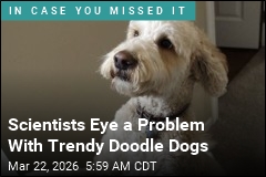 Scientists Eye a Problem With Trendy Doodle Dogs