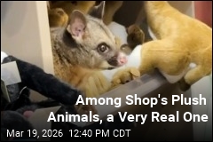 Among Gift Shop's Plush Toys, a Real Critter
