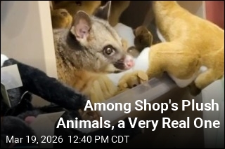 Among Gift Shop's Plush Toys, a Real Critter