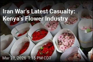 Iran War's Latest Casualty: Kenya's Flower Industry