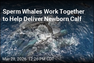 Sperm Whales Work Together to Help Deliver Newborn Calf