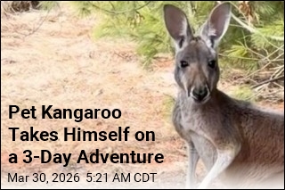 Pet Kangaroo Goes on the Lam for 3 Days