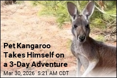 Pet Kangaroo Goes on the Lam for 3 Days