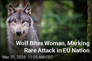 Wolf Bites Woman, Marking Rare Attack in EU Nation