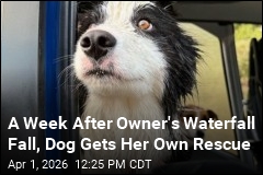 A Week After Owner's Remote Fall, Dog Gets Her Own Rescue