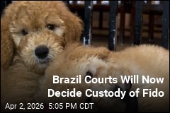 Brazil Courts Will Now Decide Custody of Fido