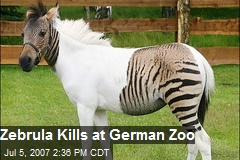 Zebrula Kills at German Zoo