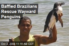 Baffled Brazilians Rescue Wayward Penguins