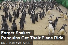 Forget Snakes: Penguins Get Their Plane Ride