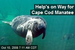 Help's on Way for Cape Cod Manatee