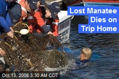 Lost Manatee Dies on Trip Home