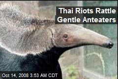 Thai Riots Rattle Gentle Anteaters