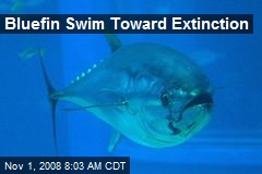 Bluefin Swim Toward Extinction