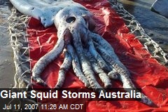 Giant Squid Storms Australia