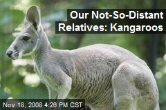 Our Not-So-Distant Relatives: Kangaroos