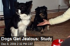 Dogs Get Jealous: Study