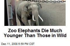 Zoo Elephants Die Much Younger Than Those in Wild