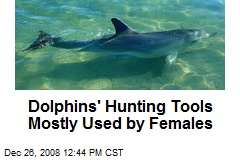 Dolphins' Hunting Tools Mostly Used by Females