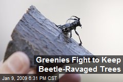 Greenies Fight to Keep Beetle-Ravaged Trees