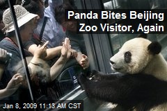 Panda Bites Beijing Zoo Visitor, Again