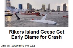 Rikers Island Geese Get Early Blame for Crash