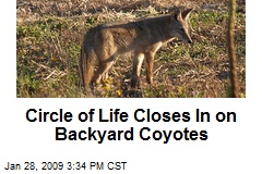Circle of Life Closes In on Backyard Coyotes