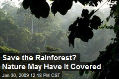 Save the Rainforest? Nature May Have It Covered
