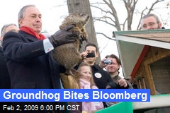 Groundhog Bites Bloomberg