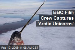 BBC Film Crew Captures 'Arctic Unicorns'