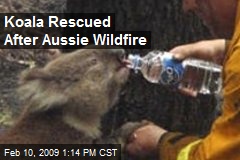 Koala Rescued After Aussie Wildfire