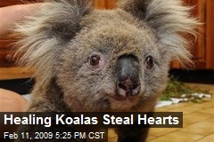 Healing Koalas Steal Hearts