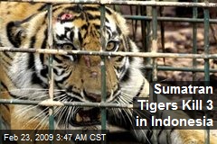 Sumatran Tigers Kill 3 in Indonesia