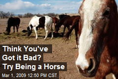 Think You've Got it Bad? Try Being a Horse